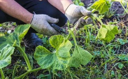 Kürbispflanze schneiden - abgestorbenes oder krankes Wachstum entfernen