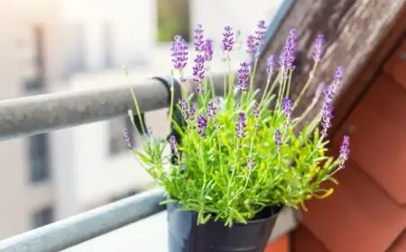 Lavendel auf dem Balkon als mehrjährige winterharte Nutzpflanze pflegen