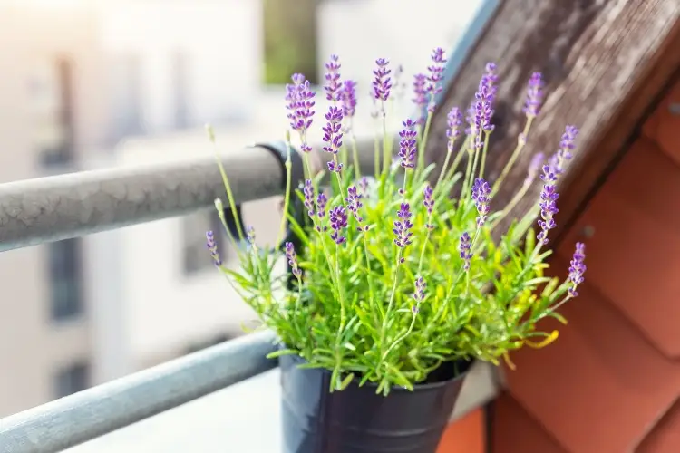 Lavendel auf dem Balkon als mehrjährige winterharte Nutzpflanze pflegen