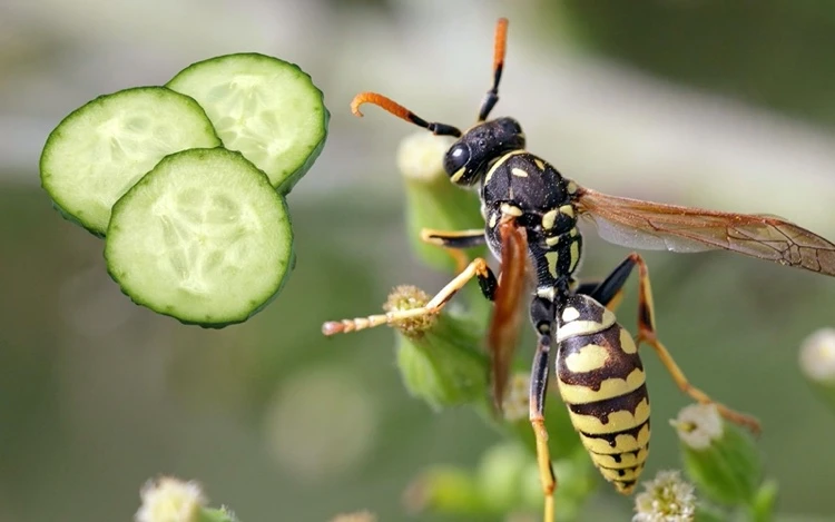 Mit Gurkenscheiben Wespen vertreiben