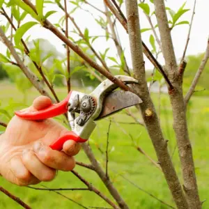 Obstbäume schneiden im Sommer - Warum ist das wichtig und wie macht man den Sommerschnitt richtig