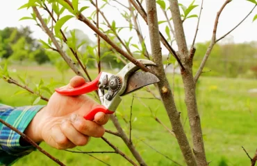Obstbäume schneiden im Sommer - Warum ist das wichtig und wie macht man den Sommerschnitt richtig