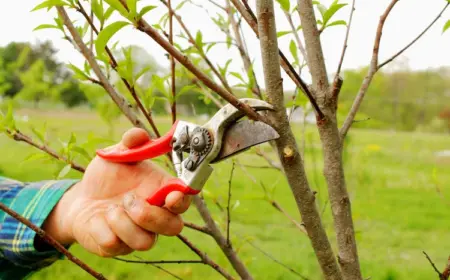 Obstbäume schneiden im Sommer - Warum ist das wichtig und wie macht man den Sommerschnitt richtig