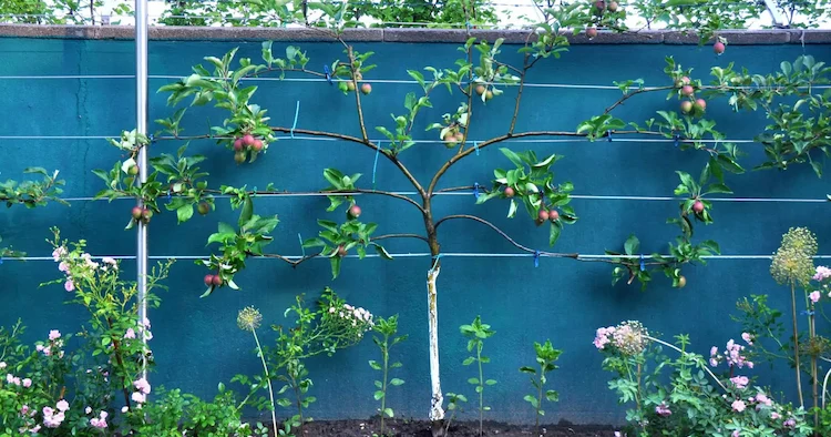 Obstbäume stützen - Eine aufwändigere, dekorative Lösung für schwere, fruchttragende Äste ist ein Spalier