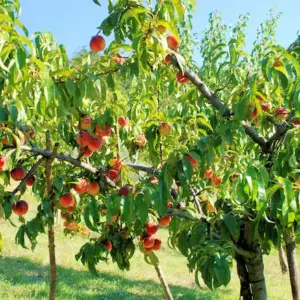 Obstbäume stützen - Wie kann man schwere Äste von fruchttragenden Bäumen unterstützen und das Brechen verhindern