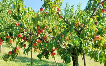 Obstbäume stützen - Wie kann man schwere Äste von fruchttragenden Bäumen unterstützen und das Brechen verhindern