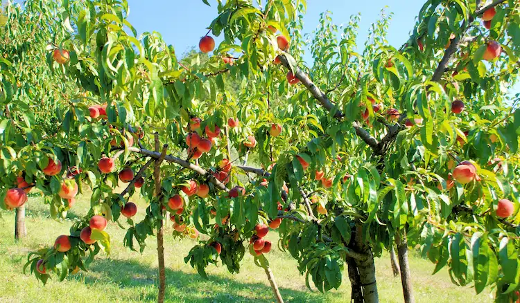 Obstbäume stützen - Schwere Äste von fruchttragenden Bäumen unterstützen und das Brechen verhindern