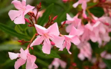 Oleander Blüten fallen ab wie kann man es verhindern