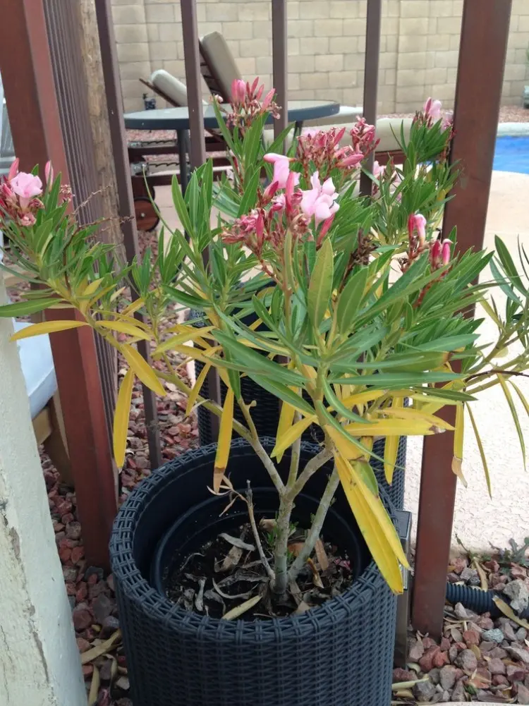 Oleander verliert Blüten mögliche Ursachen