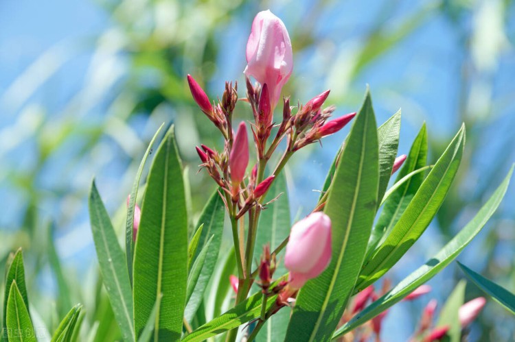 Oleander verliert Blüten