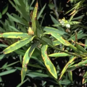 Oleander Krankheiten in Bildern Pilz oder Bakterienbefall erkennen