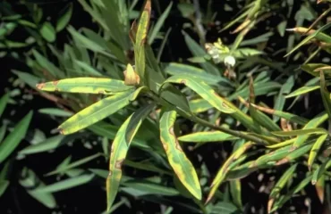 Oleander Krankheiten in Bildern Pilz oder Bakterienbefall erkennen