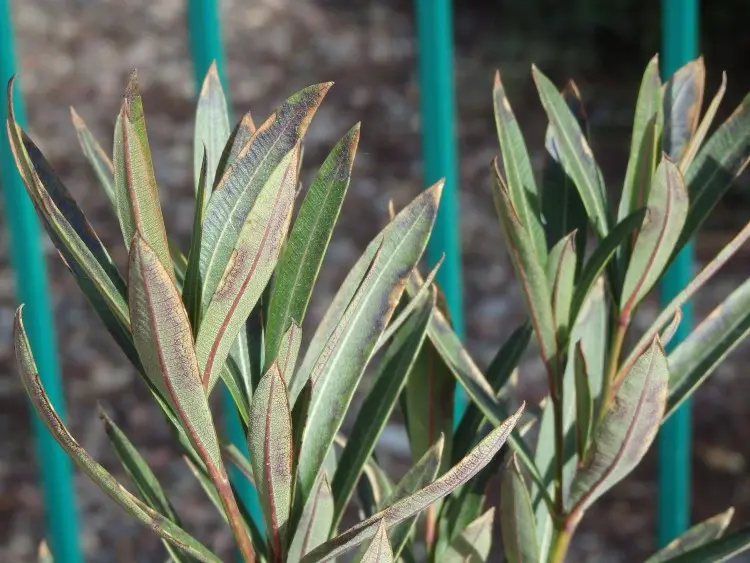 Oleander hat schlaffe Blätter Sonnenbrand Schaden korrigieren