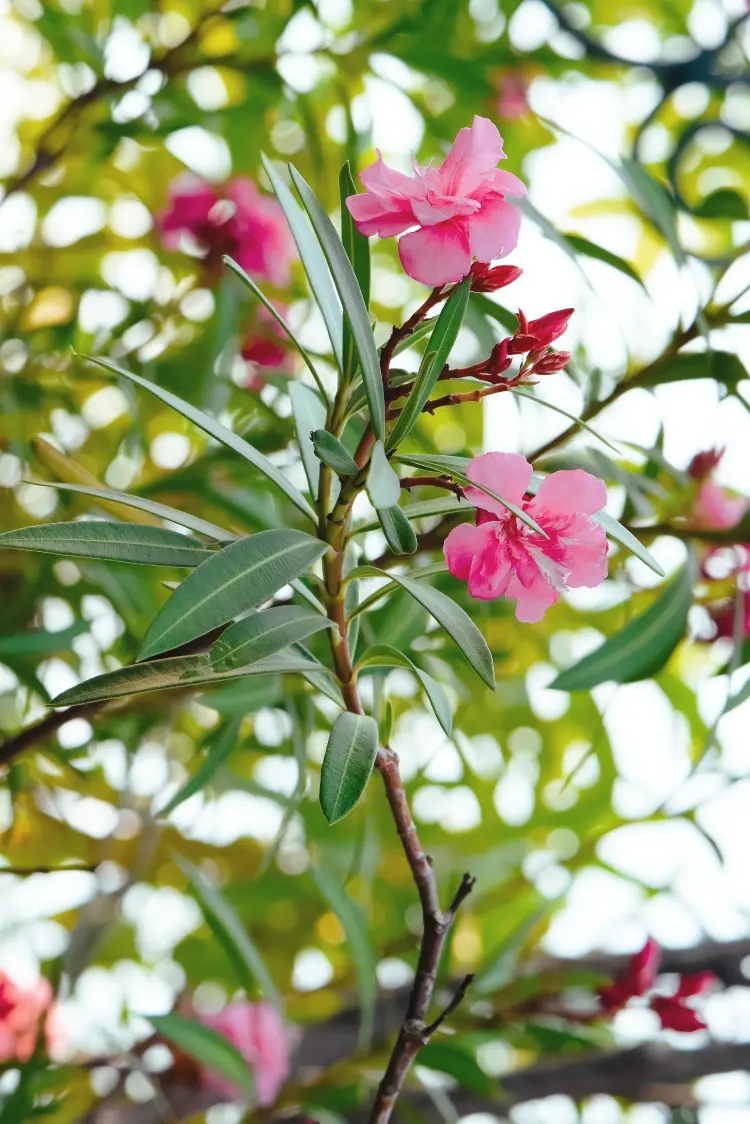 Oleander schneiden im Sommer oder im Herbst besser