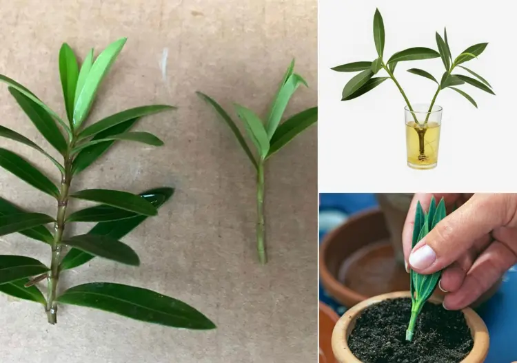 Oleander vermehren durch Stecklinge in Wasser oder Erde