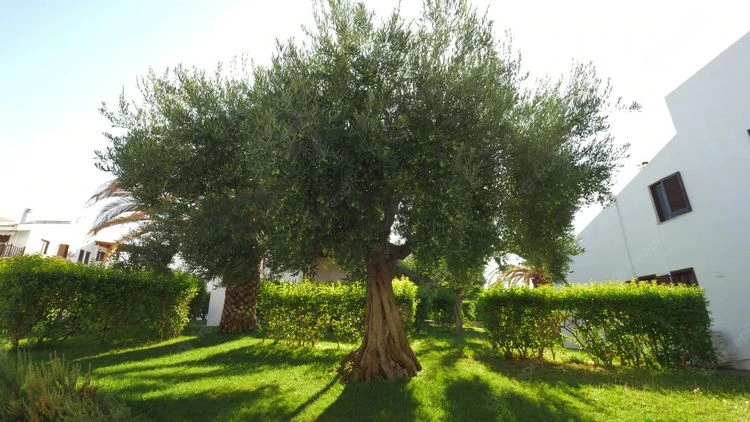 Olivenbaum braucht auch wenig Wasser