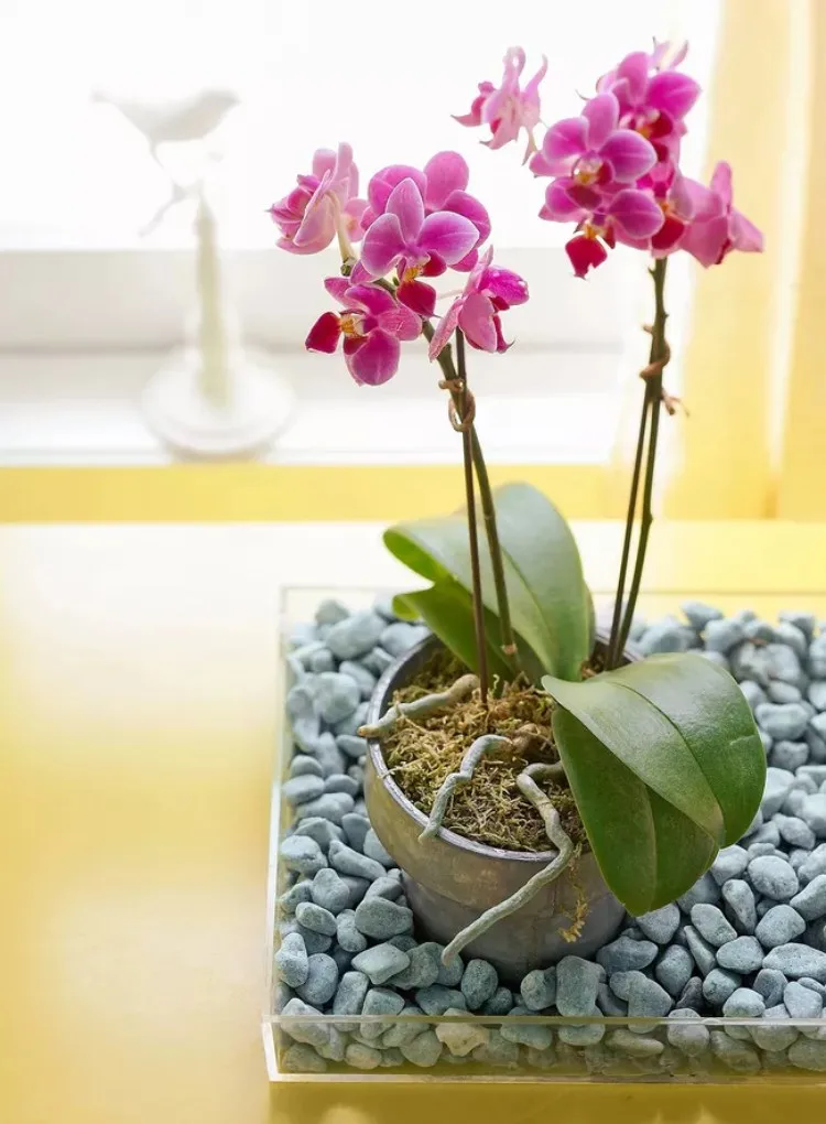Orchideen Luftwurzeln herausragen umtopfen im Herbst notwendig