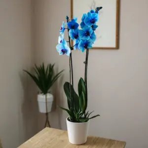 Orchideen färben - Wie kann man schöne, farbenfrohe Blüten auf natürliche Weise selber herstellen