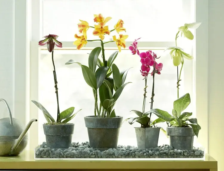 Orchideen gießen im Sommer wie oft und wie viel