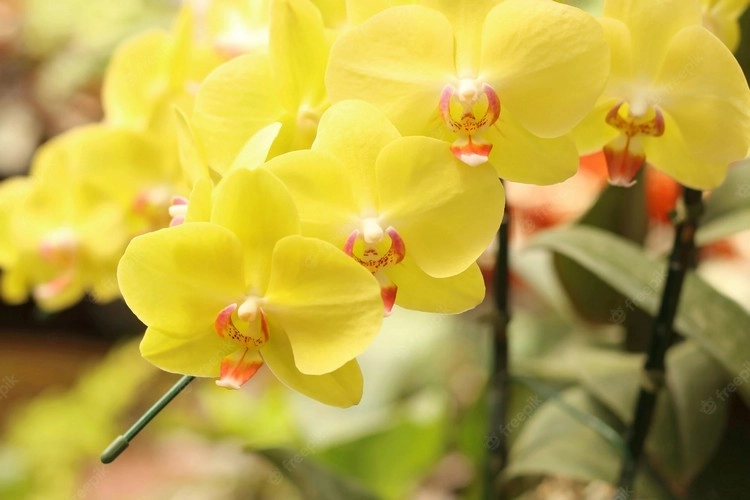 Orchideen können unter den richtigen Bedingungen mehrere Monate lang blühen