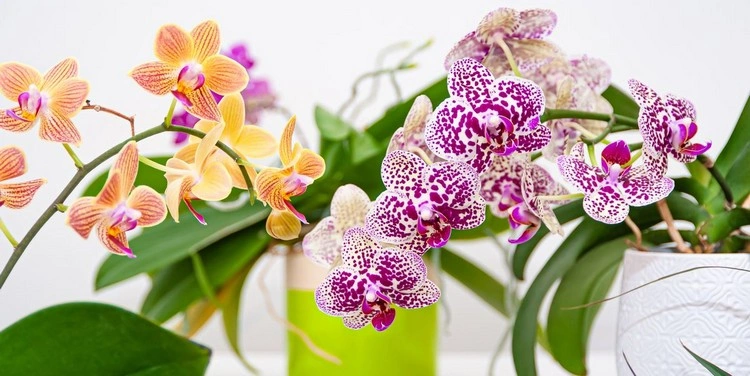 Orchideen pflegen - Welche sind die häufigsten Fehler, die man macht