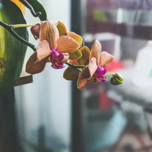 Orchideen pflegen mit der richtigen Luftfeuchtigkeit