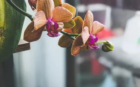 Orchideen pflegen mit der richtigen Luftfeuchtigkeit