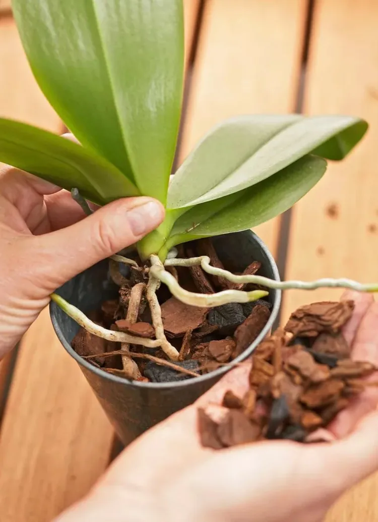 Orchideen umpflanzen welche Erde sollte man nehmen