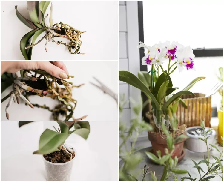 Orchideen umtopfen Schritt für Schritt Anleitung in Fotos