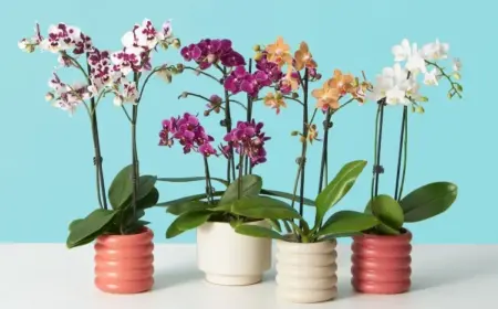 Orchideen umtopfen im Herbst Anleitung schnell welcher Topf