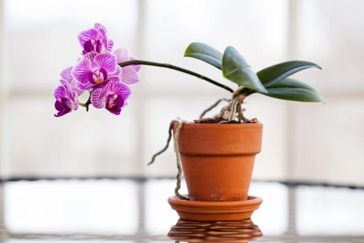 Orchideen umtopfen wann ist es notwendig und wie Anleitung