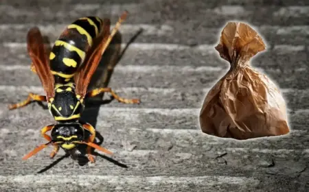 Papiertüte gegen Wespen verwenden - Funktioniert der Trick
