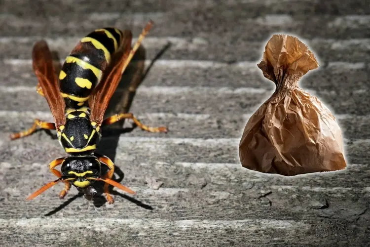Mit Papiertüte gegen Wespen - Der Trick funktioniert