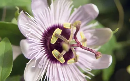 Passionsblume blüht nicht mögliche Ursachen