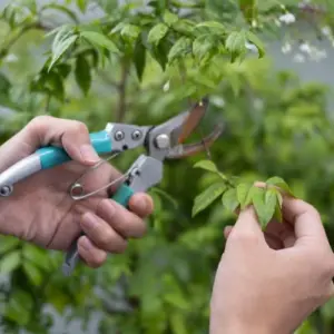 Pflaumenbaum richtig schneiden im Sommer nützliche Tipps