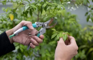 Pflaumenbaum richtig schneiden im Sommer nützliche Tipps