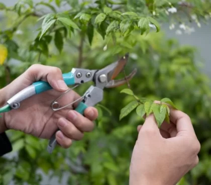 Pflaumenbaum richtig schneiden im Sommer nützliche Tipps