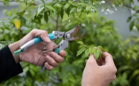 Pflaumenbaum richtig schneiden im Sommer nützliche Tipps