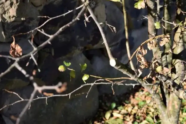 Pflaumenbaum schneiden Wassertriebe beseitigen