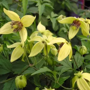 Pflege der Herbstpflanzen - Stellen Sie Clematis tangutica in neutralen Boden