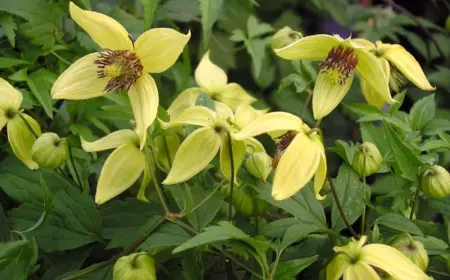 Pflege der Herbstpflanzen - Stellen Sie Clematis tangutica in neutralen Boden