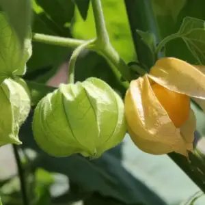 Physalis Früchte kann man sie grün ernten oder nicht