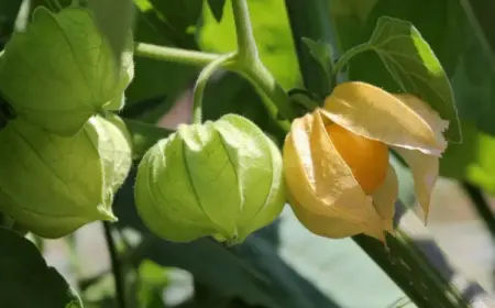 Physalis Früchte kann man sie grün ernten oder nicht