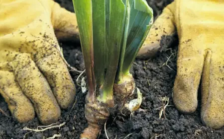 Rhizome teilen und pflanzen - So machen Sie es richtig