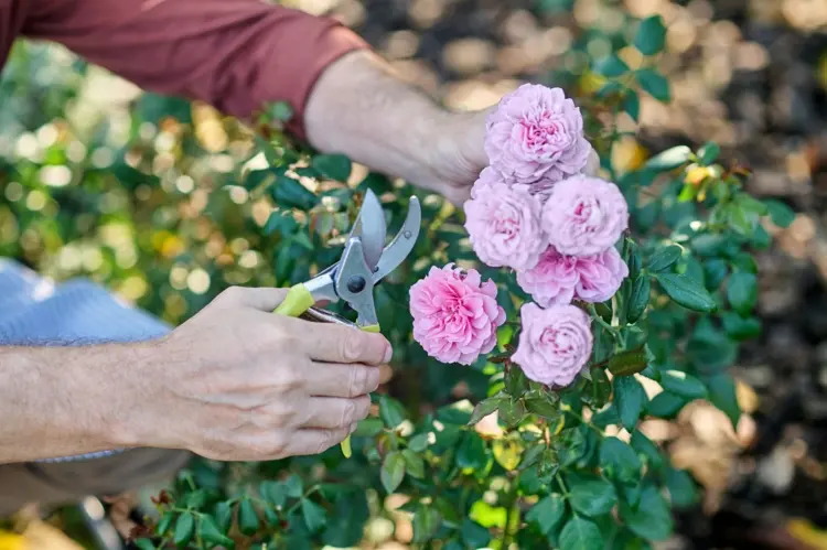 Rosen schneiden und Boden durchlüften für die richtige Gartenpflege