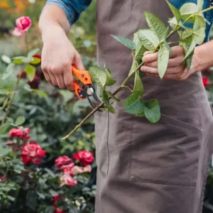Rosen vermehren aus Stecklingen im August -Anleitung für die sommerliche Bewurzelung der Zierpflanze
