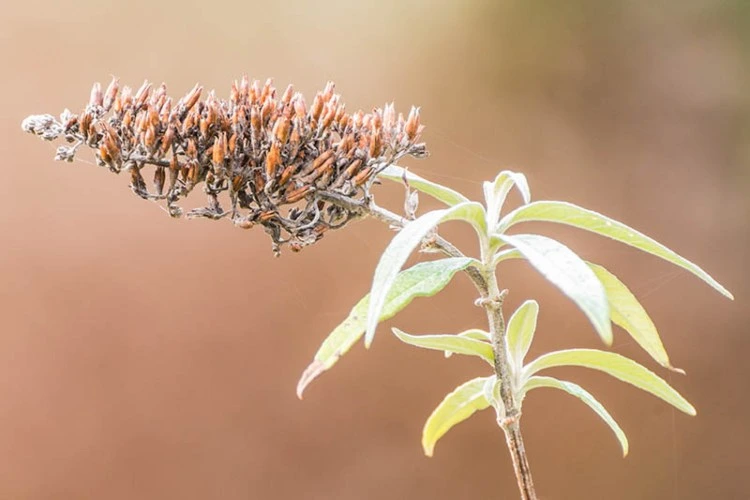 Schmetterlingsflieder über Samen vermehren wie wann