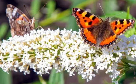 Schmetterlingsflieder vermehren im Spätsommer und Herbst Anleitung