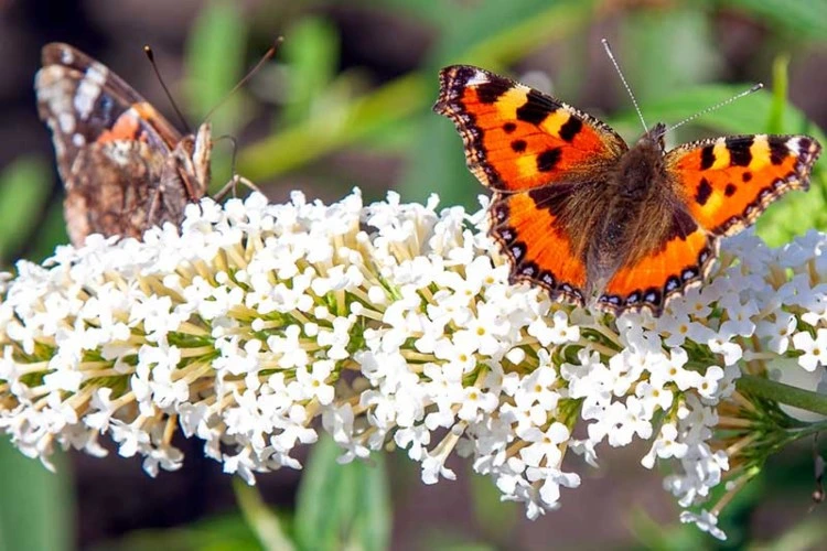 Schmetterlingsflieder vermehren im Spätsommer und Herbst Anleitung