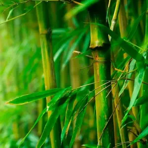 Sie sollten Ihren Bambus beschneiden, wenn er zu blühen beginnt